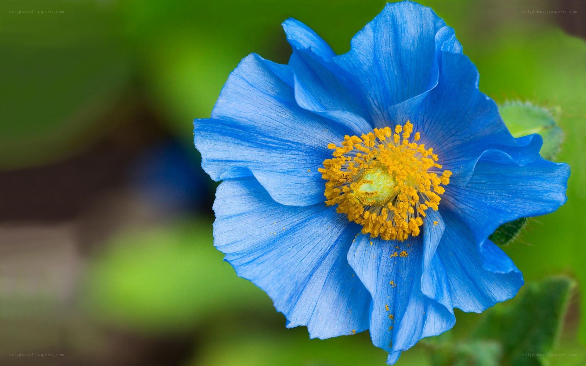Blue poppy flower close-up