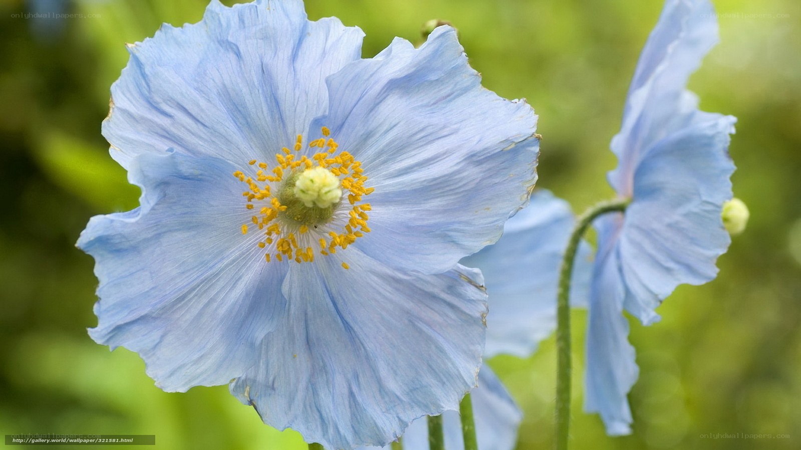 blue poppy flower close-up