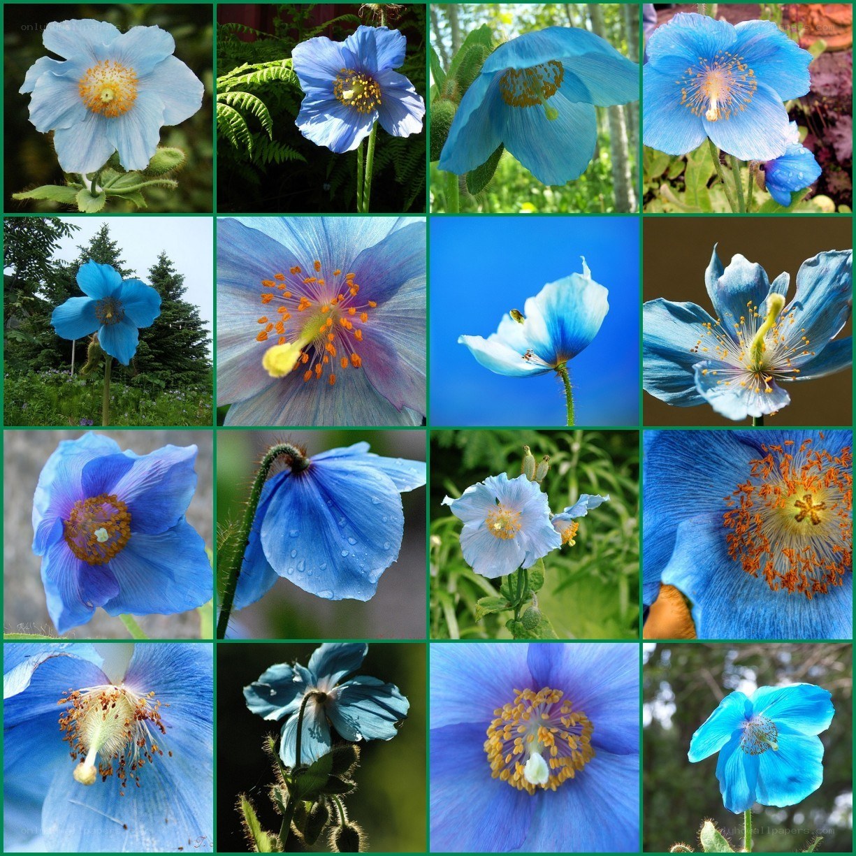 Blue poppy flower collage