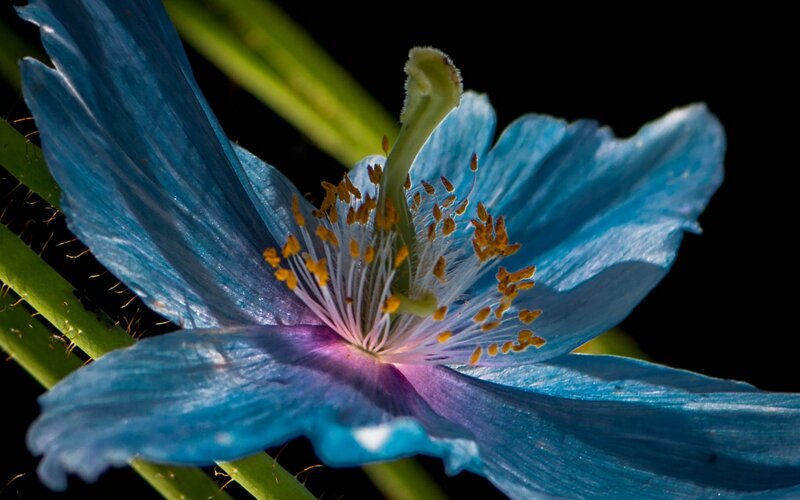 Blue Poppy Flower — Dramatic, Photograph, Stamen