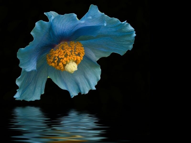 Blue Poppy Flower — Dramatic, Photograph