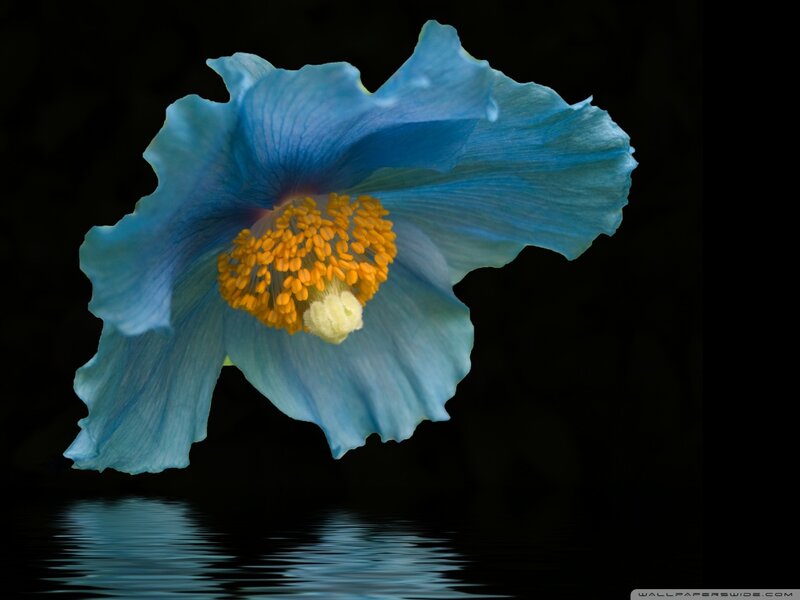 Blue Poppy Flower — Dramatic, Photograph, Yellow Center