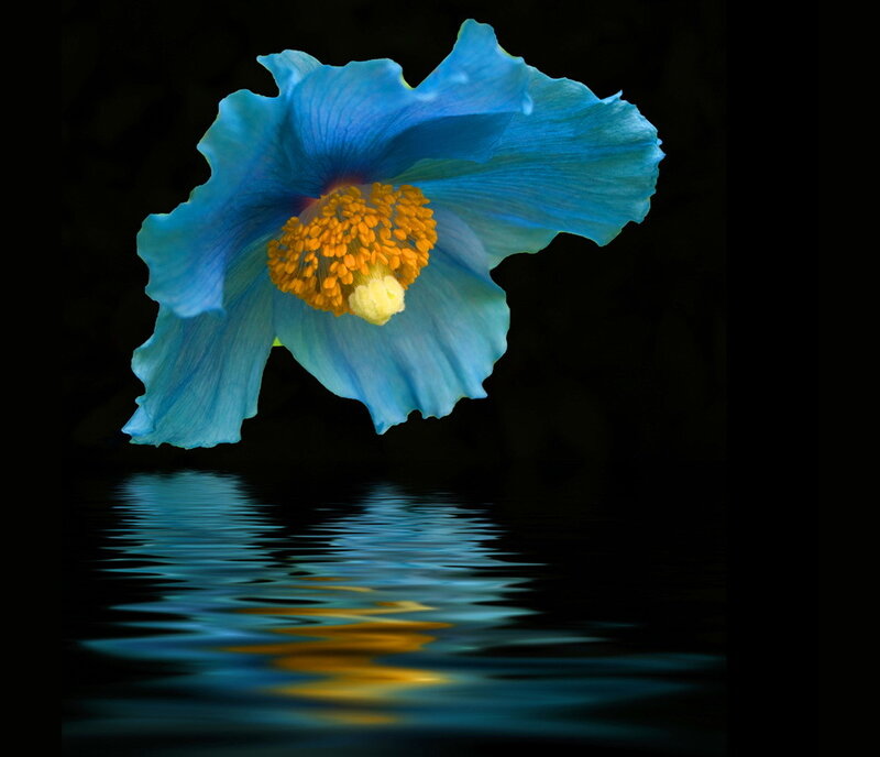 Blue Poppy Flower — Dramatic