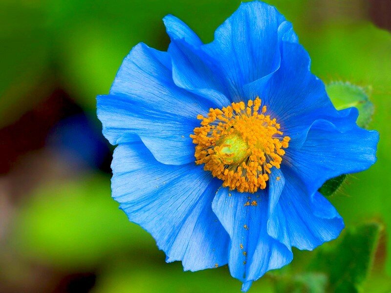 Blue Poppy Flower — Green
