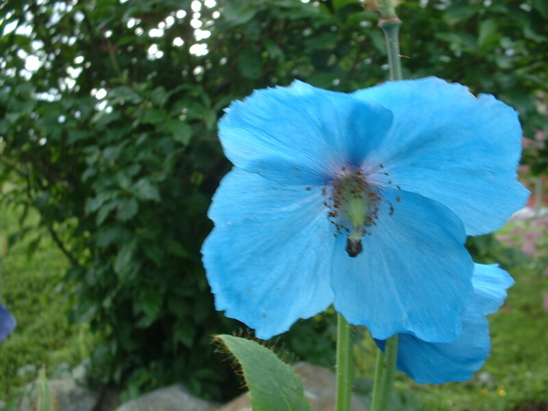 Blue poppy flower in garden
