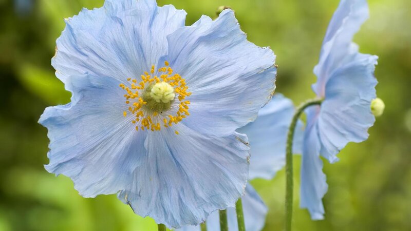 Blue Poppy Flower — Light Blue