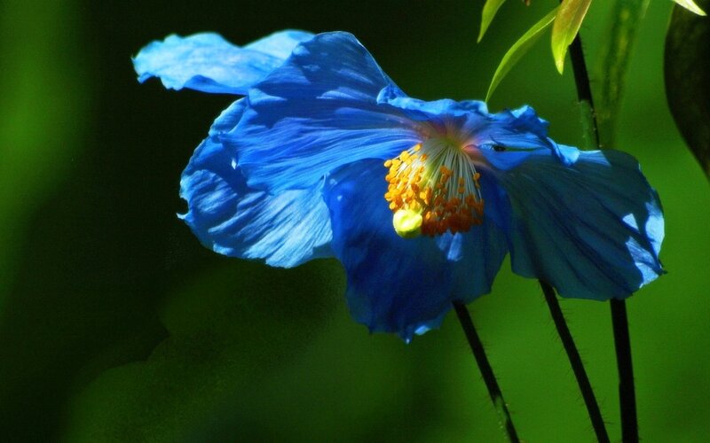 Blue Poppy Flower — Serene, Afternoon, Photograph, Stamen