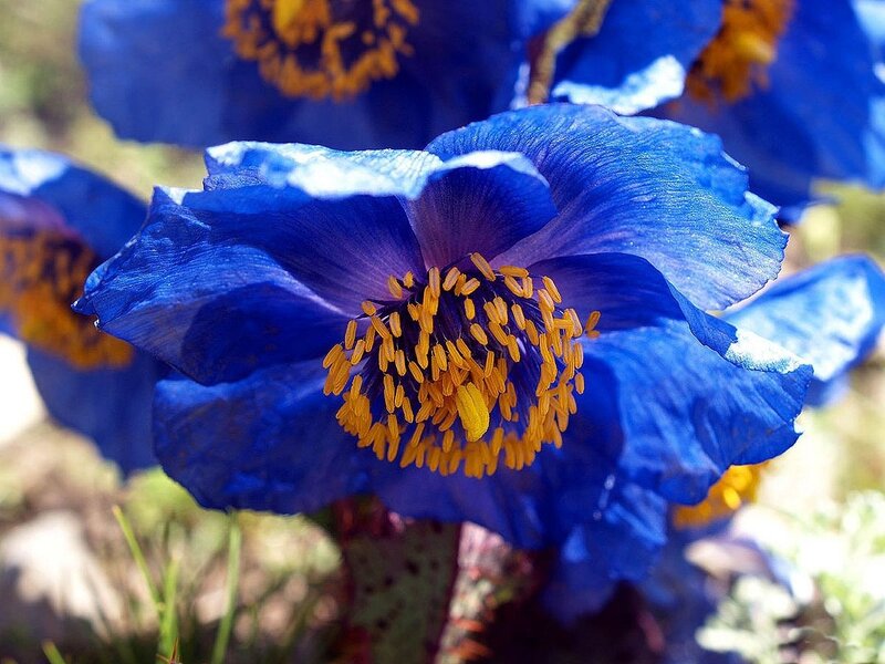 Blue Poppy Flower — Serene, Afternoon