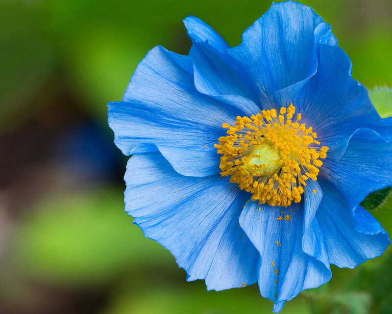 Blue Poppy Flower — Serene, Photograph