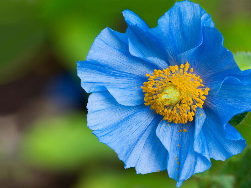 Blue Poppy Flower — Serene, Photograph, Yellow Center