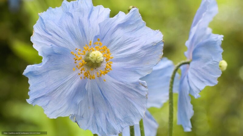 Blue Poppy Flower — Serene, Photograph, Yellow Stamen