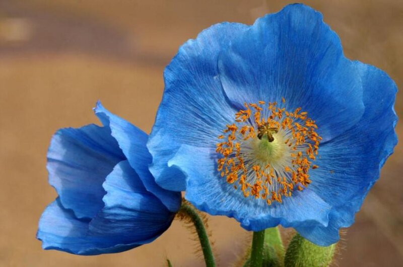 Blue Poppy Flower — Serene