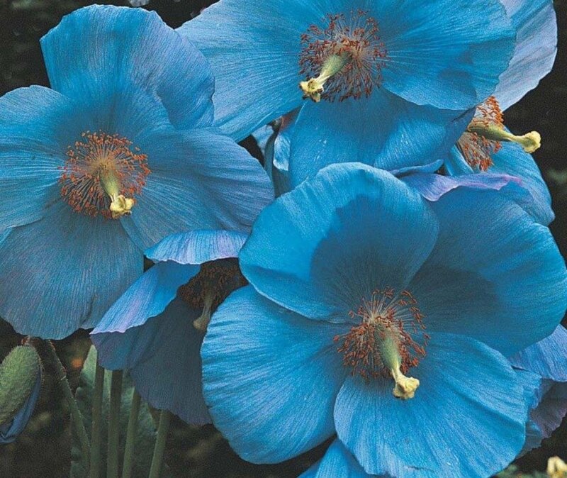 Blue Poppy Flowers — Calm, Photograph