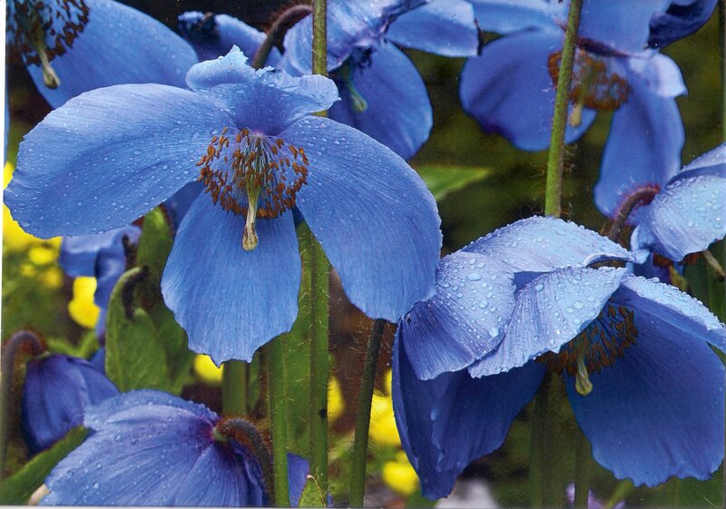 Blue Poppy Flowers — Calm