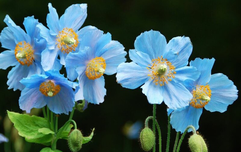 Blue Poppy Flowers — Serene, Photograph