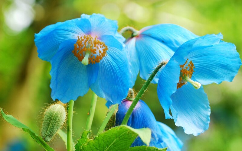 Blue Poppy Flowers — Serene, Spring, Photograph