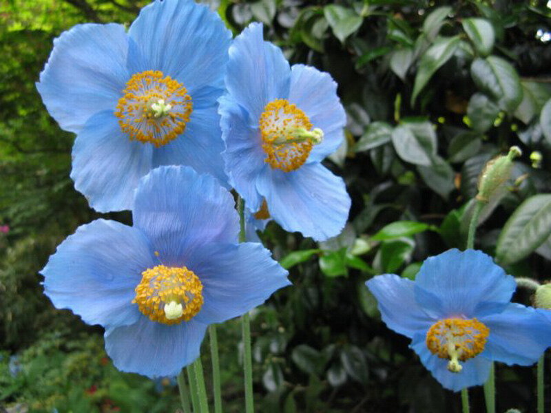Blue Poppy Flowers — Serene, Spring