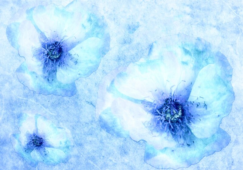 Blue Poppy Flowers — Serene