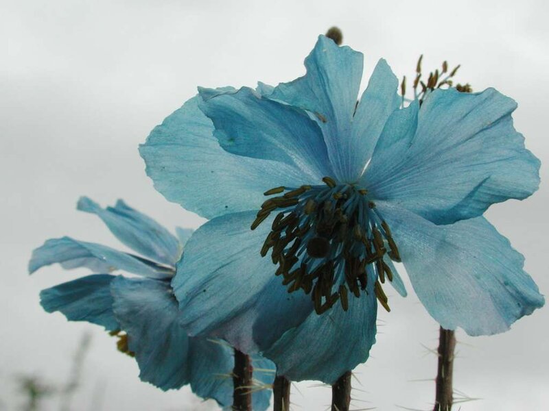 blue poppy flowers
