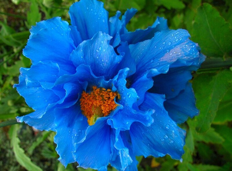Blue poppy with dew drops