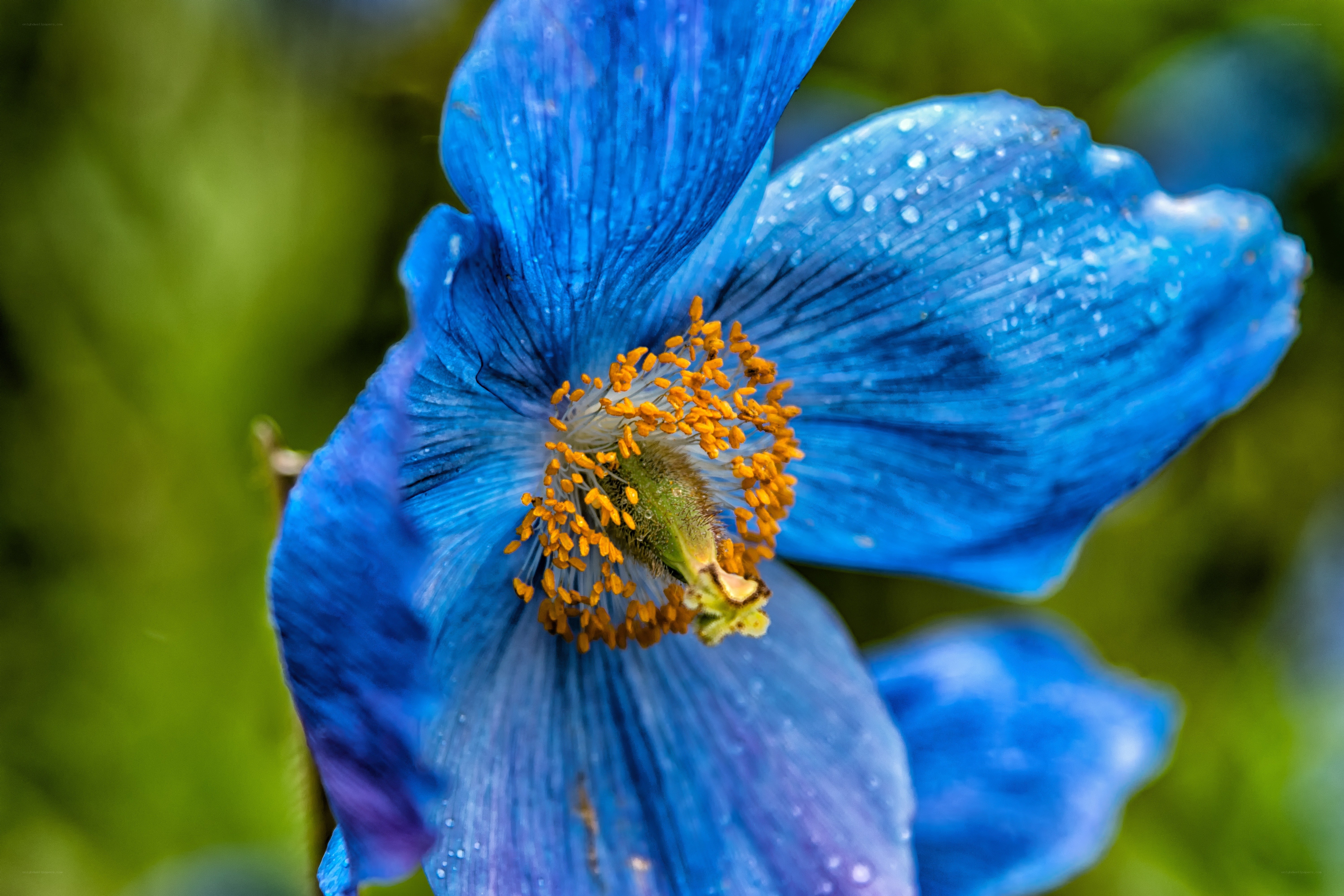 blue poppy with dew drops