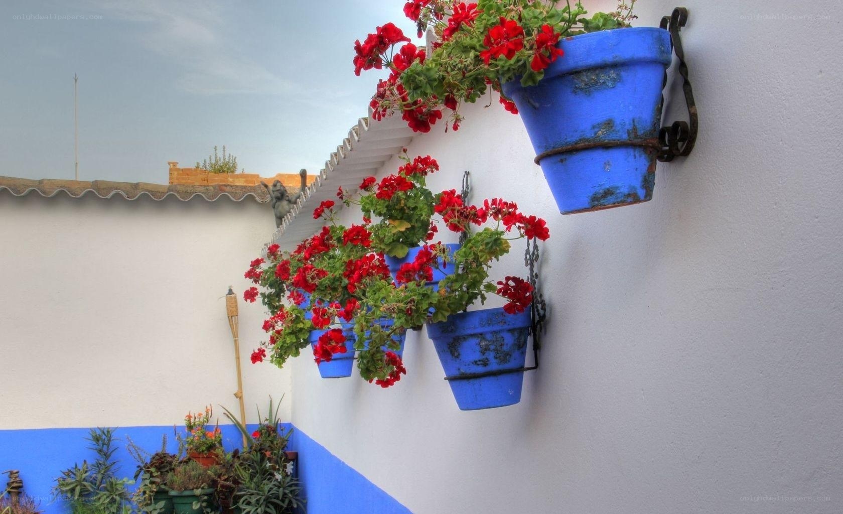 Blue pots with red flowers