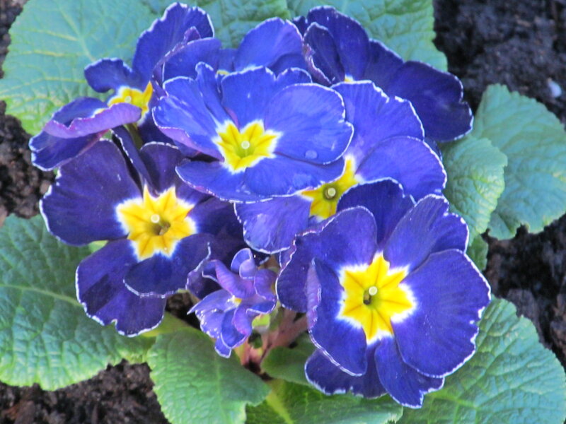 Blue Primrose Flowers — Calm