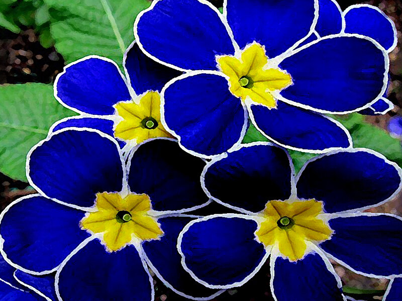 Blue Primrose Flowers