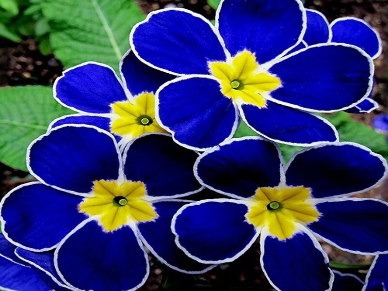 Blue Primrose Flowers — Vibrant, Spring