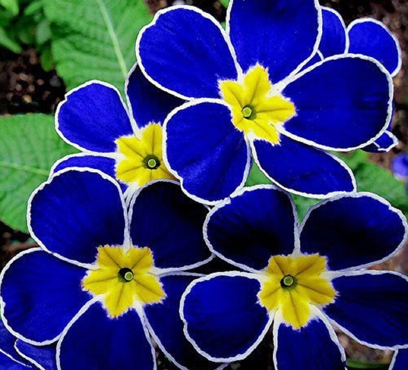 Blue Primrose Flowers — Vibrant