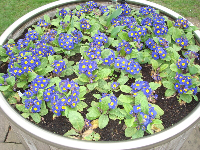 blue primroses in a planter