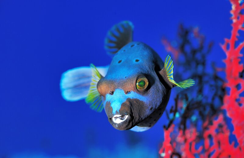 blue puffer fish near coral