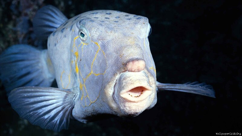 Blue Puffer Fish