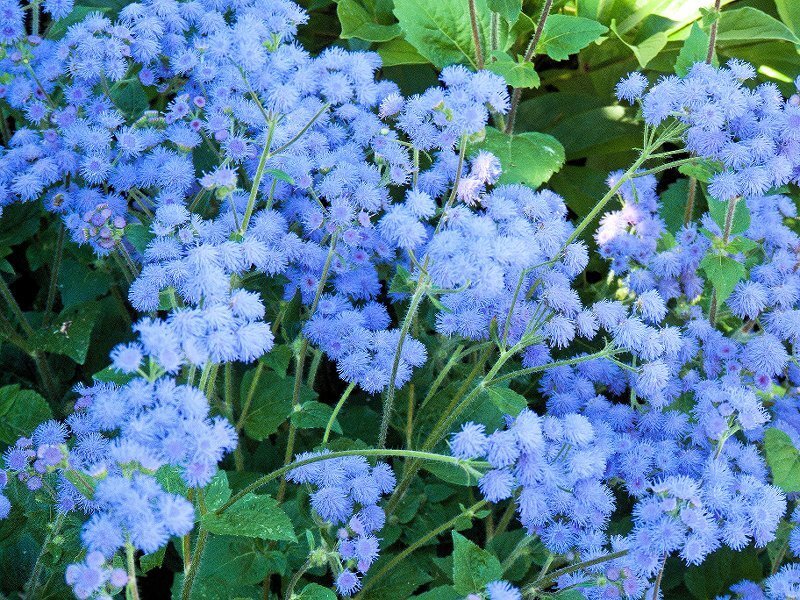 Blue Puffy Flowers