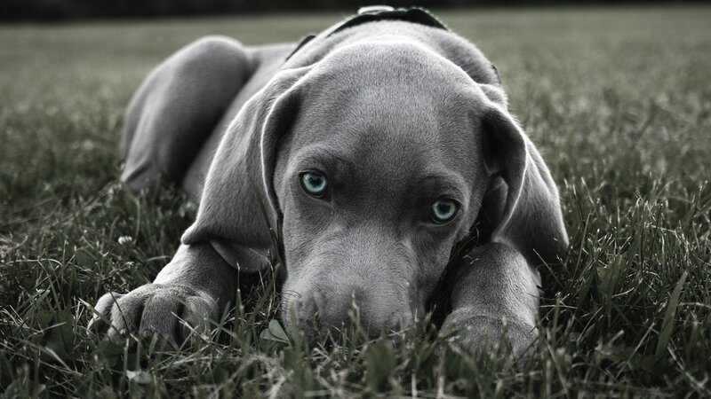 Blue Puppy in Grass — Gray