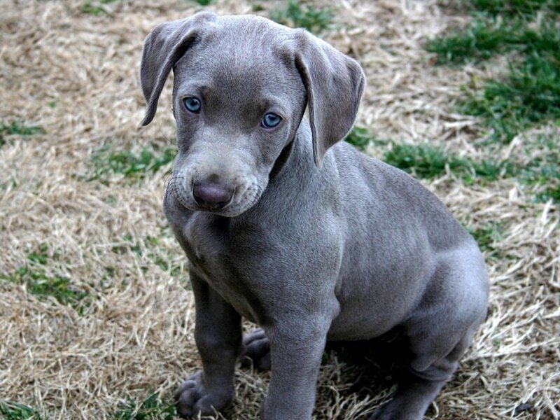 Blue Puppy on Grass