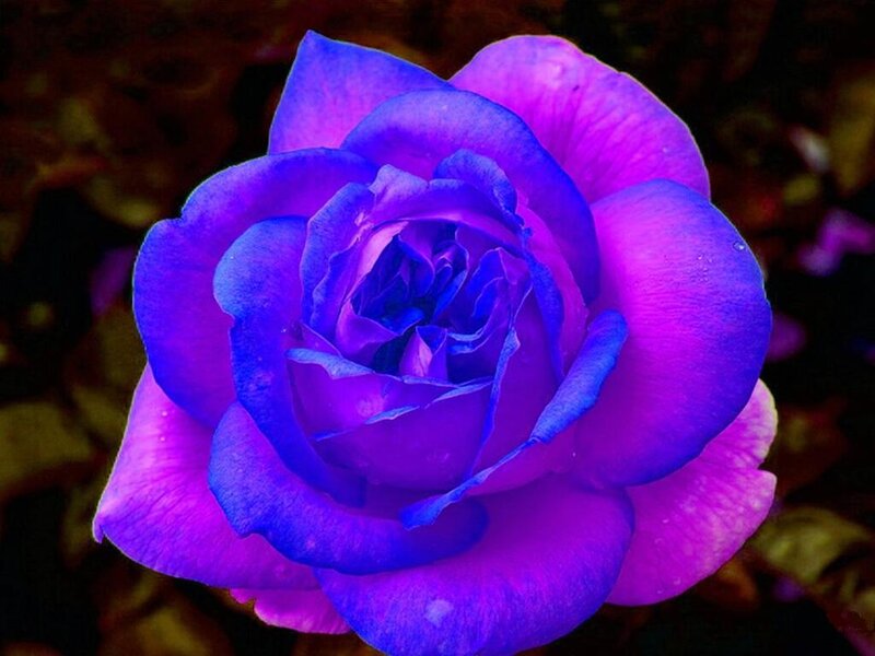 Blue-purple Rose