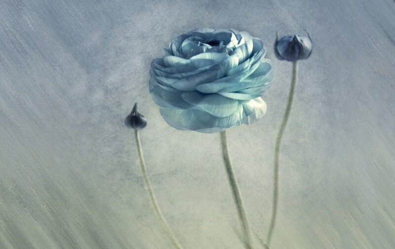 Blue Ranunculus Flowers