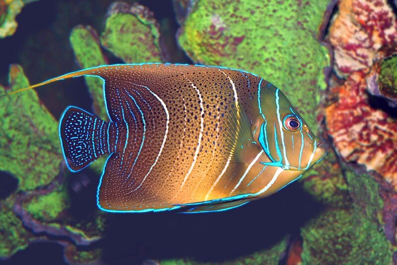 Blue-ringed Angelfish — Brown