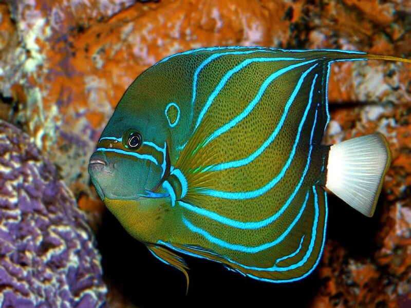 Blue-ringed Angelfish