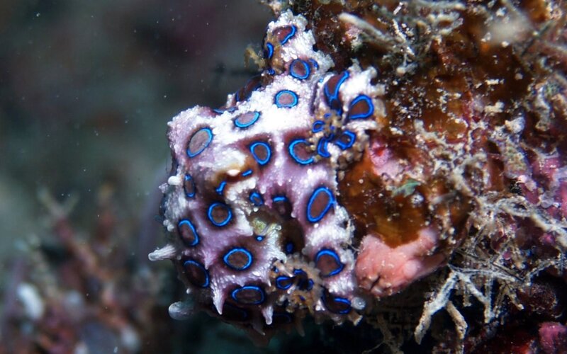 Blue-ringed Octopus — Blue, Natural