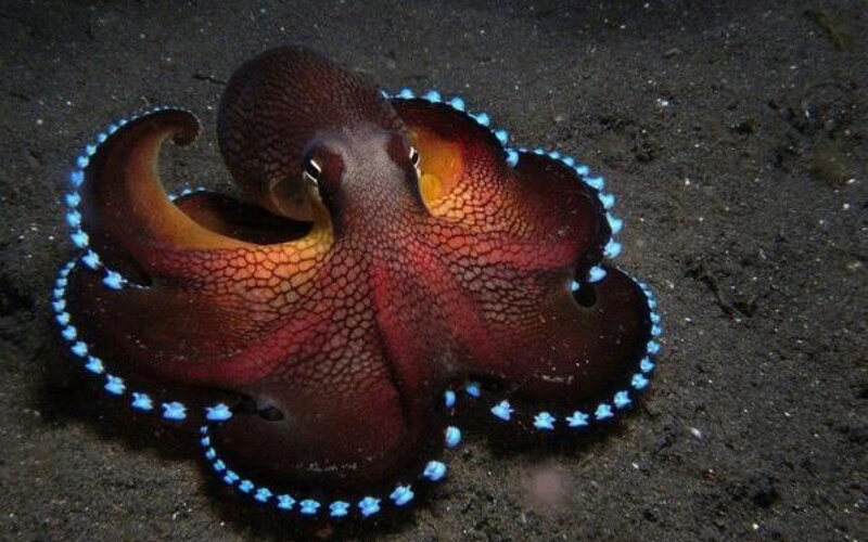 Blue-ringed Octopus — Brown, Dramatic