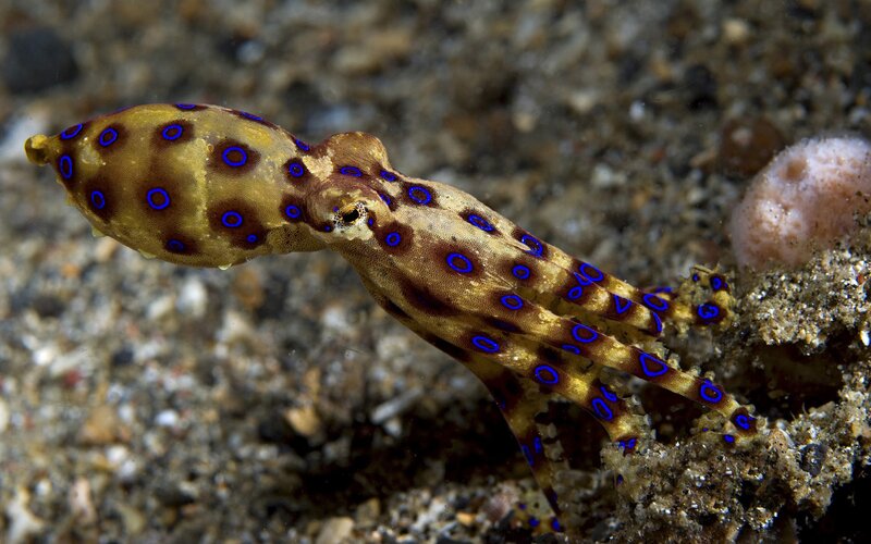 Blue-ringed Octopus — Brown, Natural, Photograph, Sand