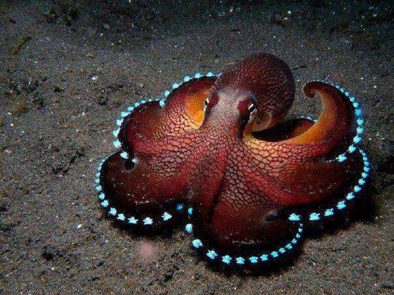 Blue-ringed Octopus — Brown