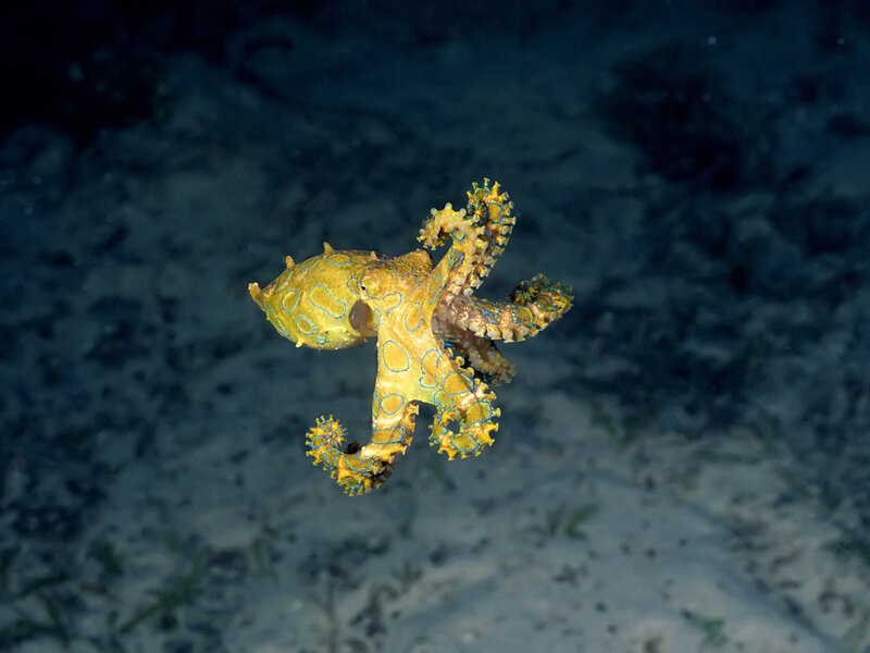 Blue-ringed octopus in the ocean
