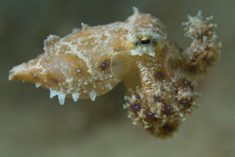 Blue-ringed octopus in water