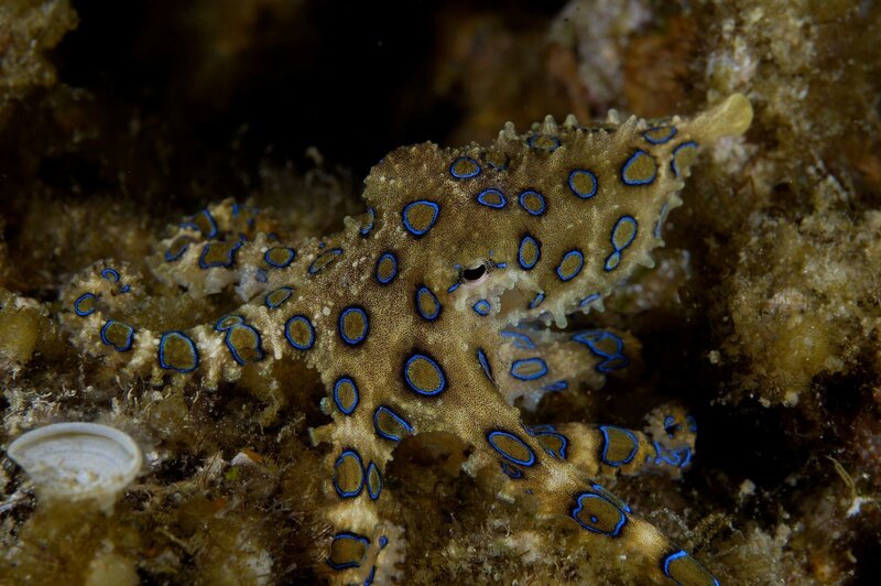 Blue-ringed octopus on coral