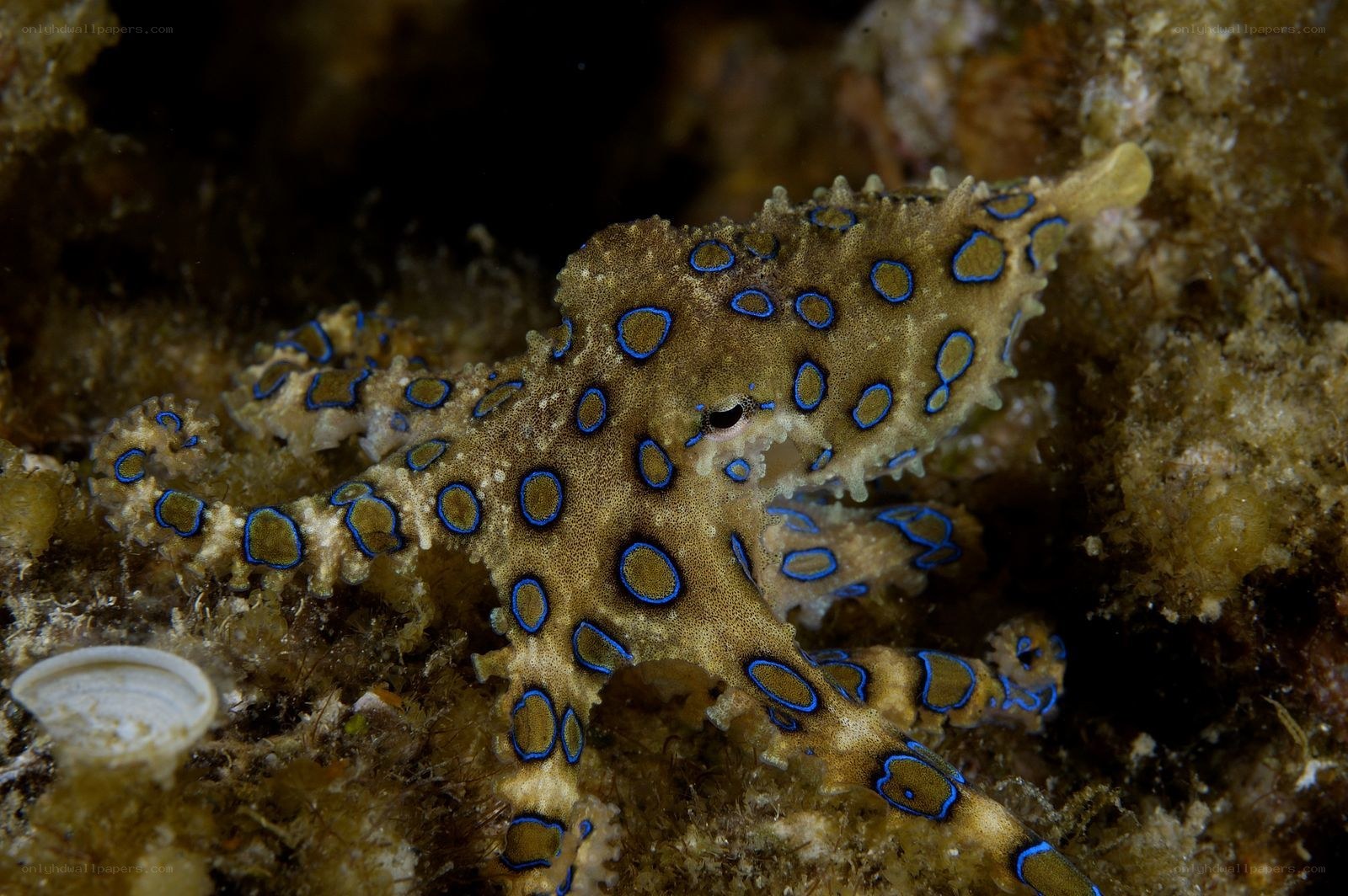Blue-ringed octopus on coral