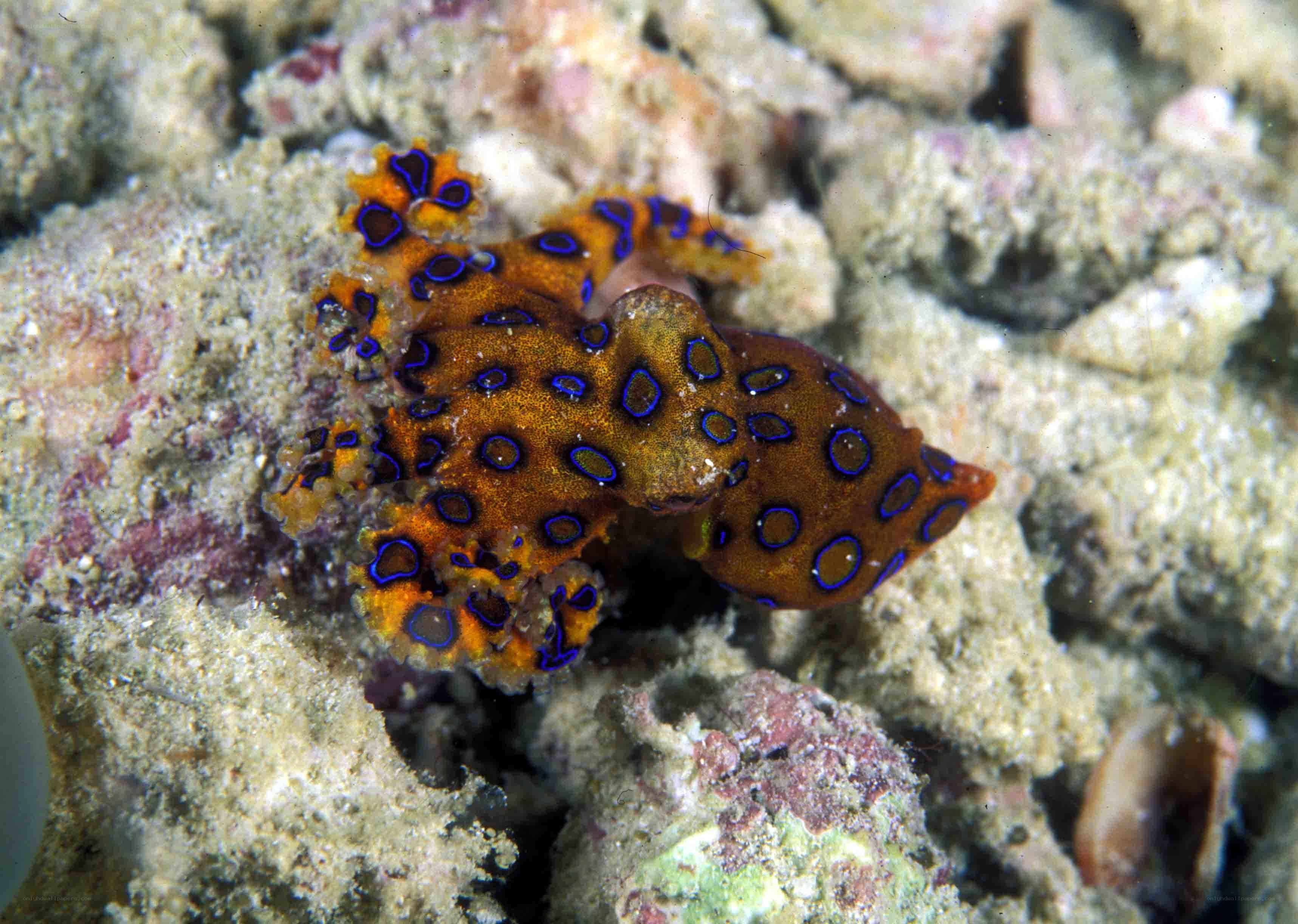 blue-ringed octopus on coral