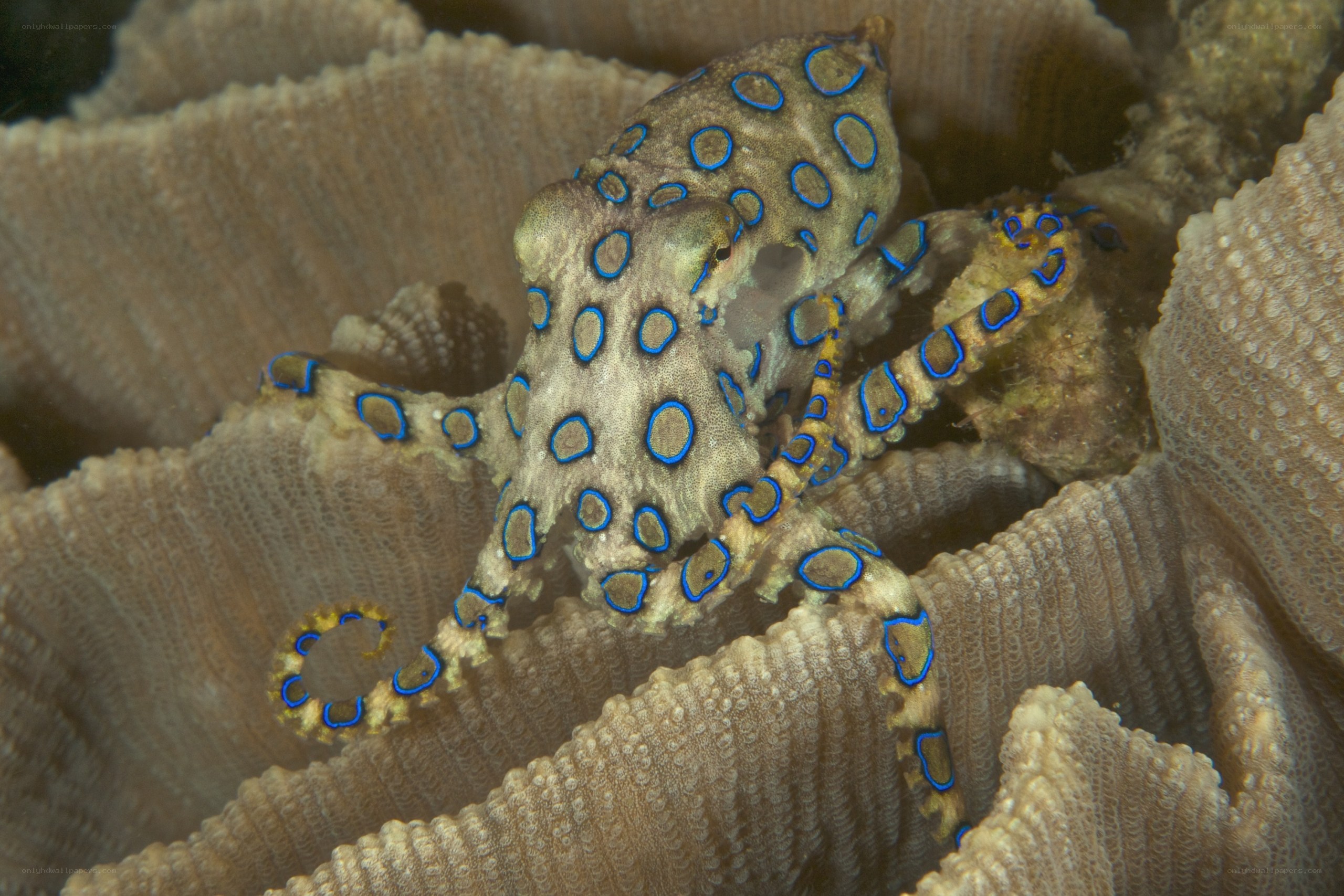 Blue-ringed octopus on coral
